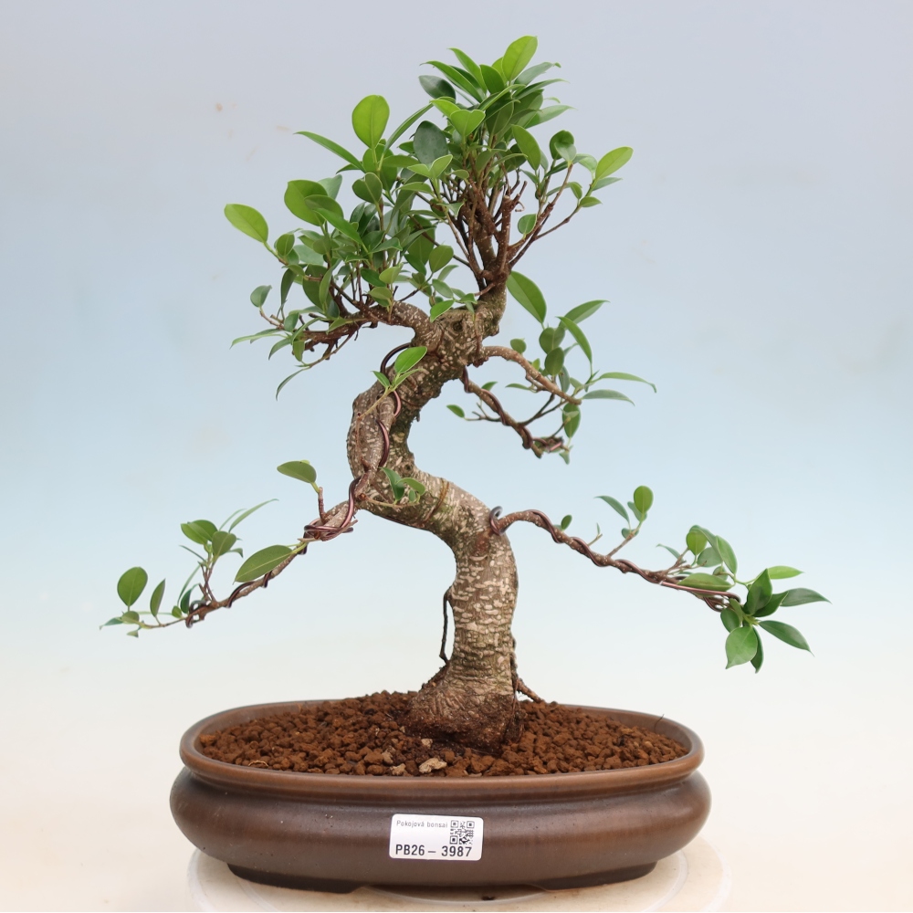 Zimmerbonsai - Ficus kimmen - Kleinblättriger Ficus