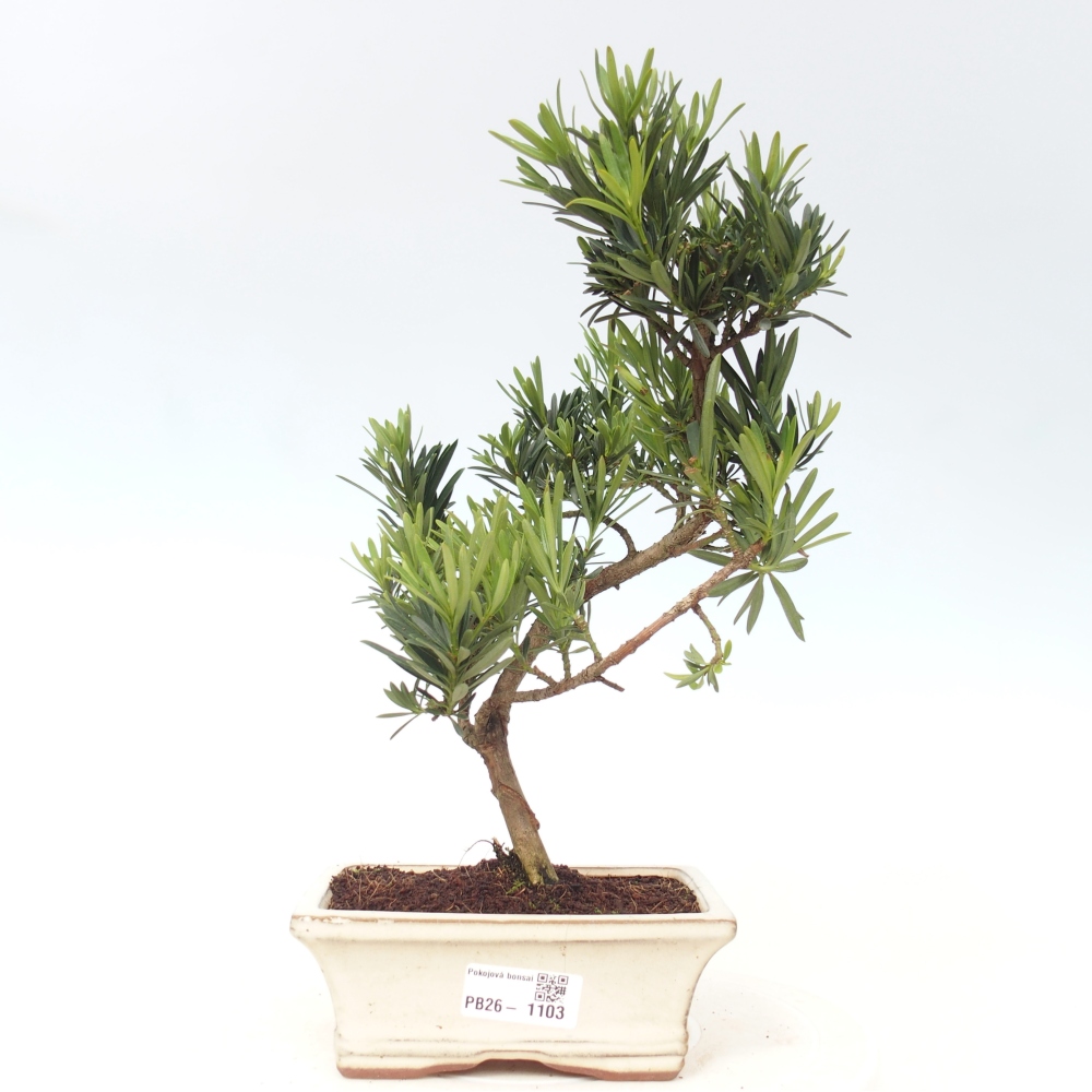 Zimmerbonsai - Podocarpus - Stein-Eibe