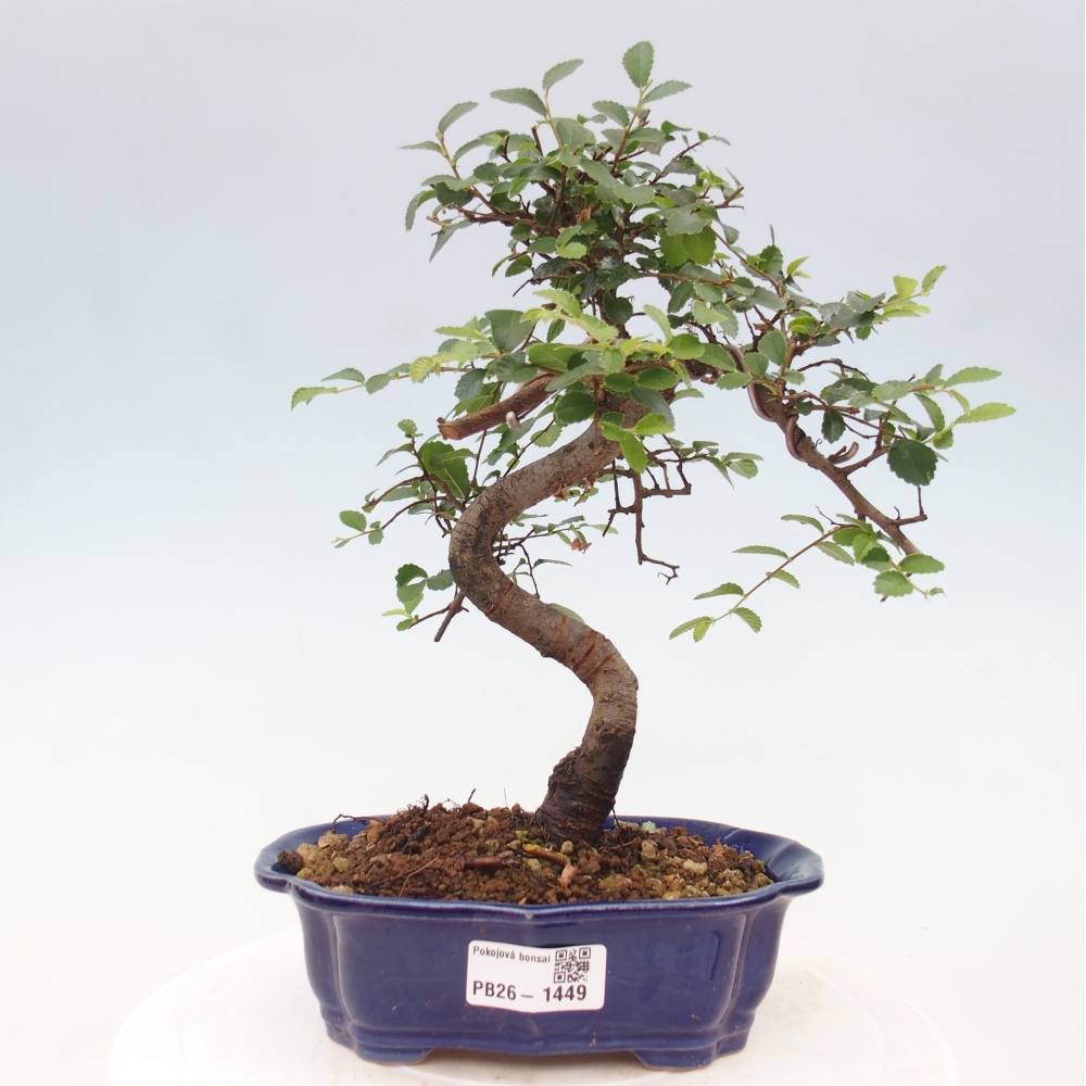 Zimmerbonsai - Ulmus parvifolia - Kleinblättrige Ulme