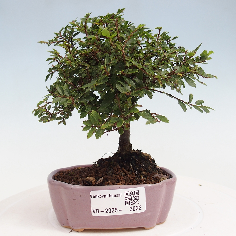 Bonsai für draußen - Ulmus parvifolia Sagei - Kleinblättrige Ulme