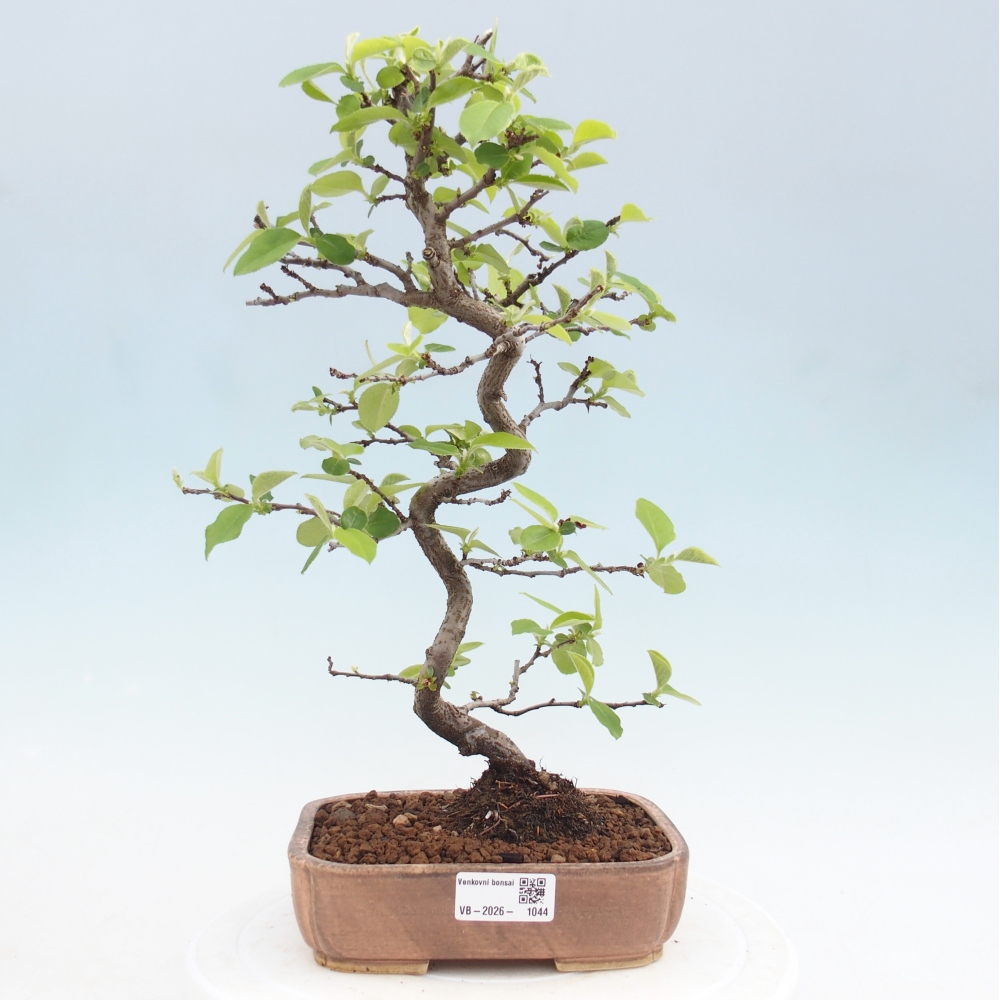 Bonsai für draußen - Chaneomeles chinensis