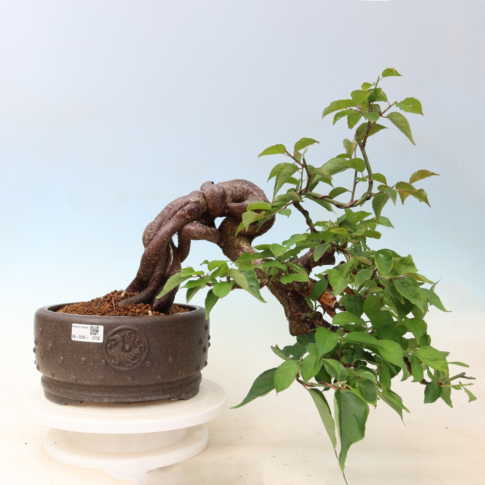 Bonsai für den Außenbereich – Japanischer Aprikosenbaum – Prunus Mume