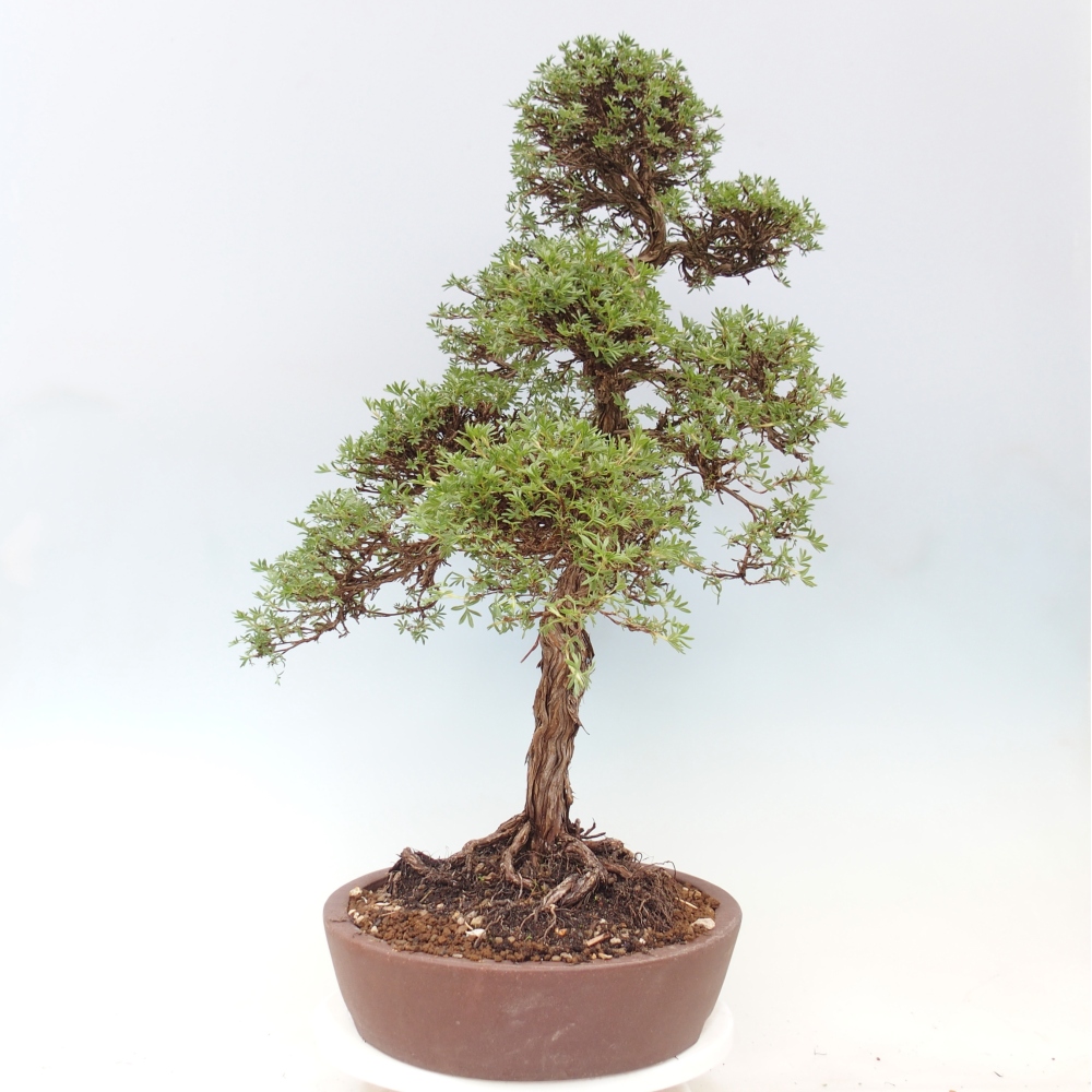 Bonsai für draußen - Potentila fruticosa