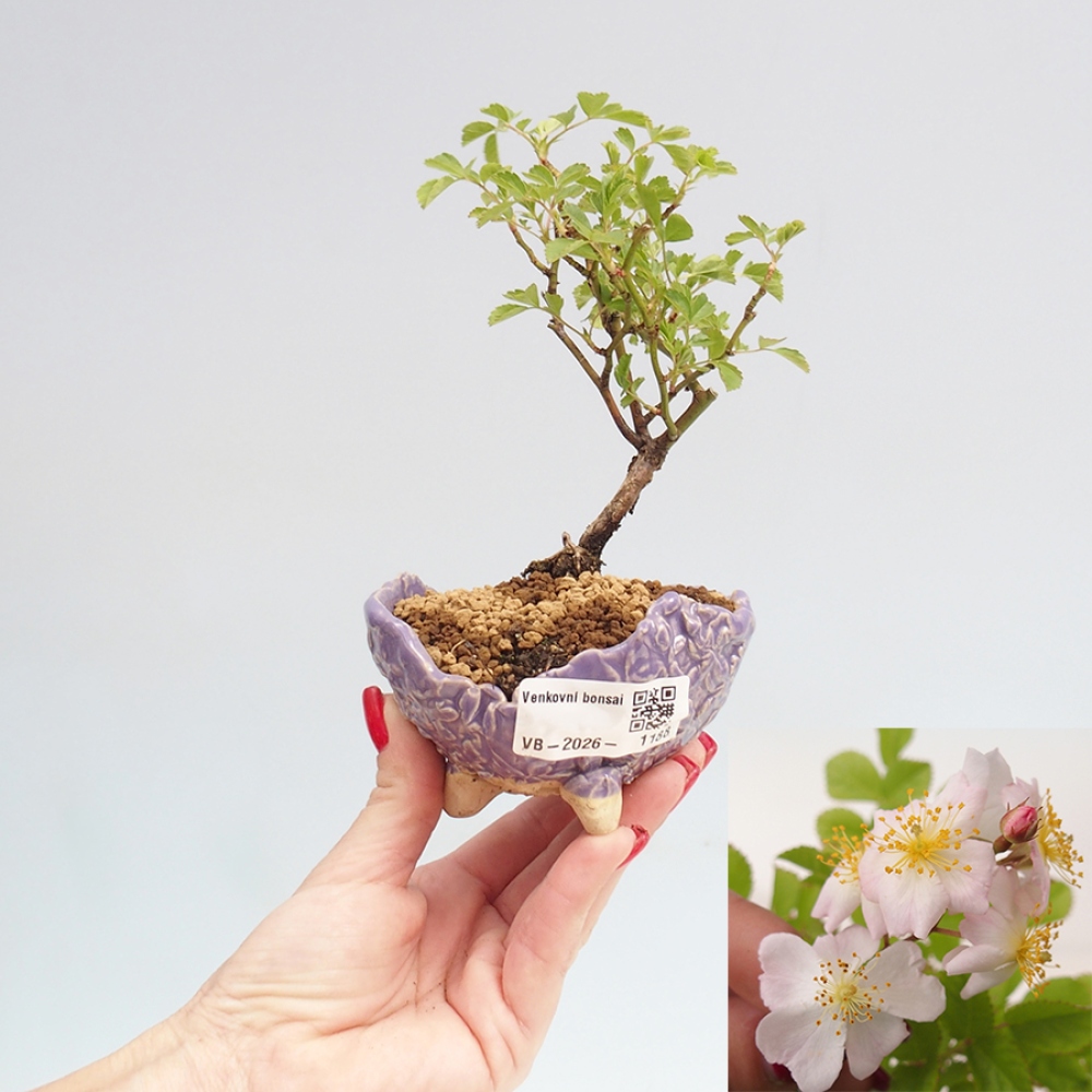 Bonsai für draußen - Rosa sp. - kleinblütige Rose
