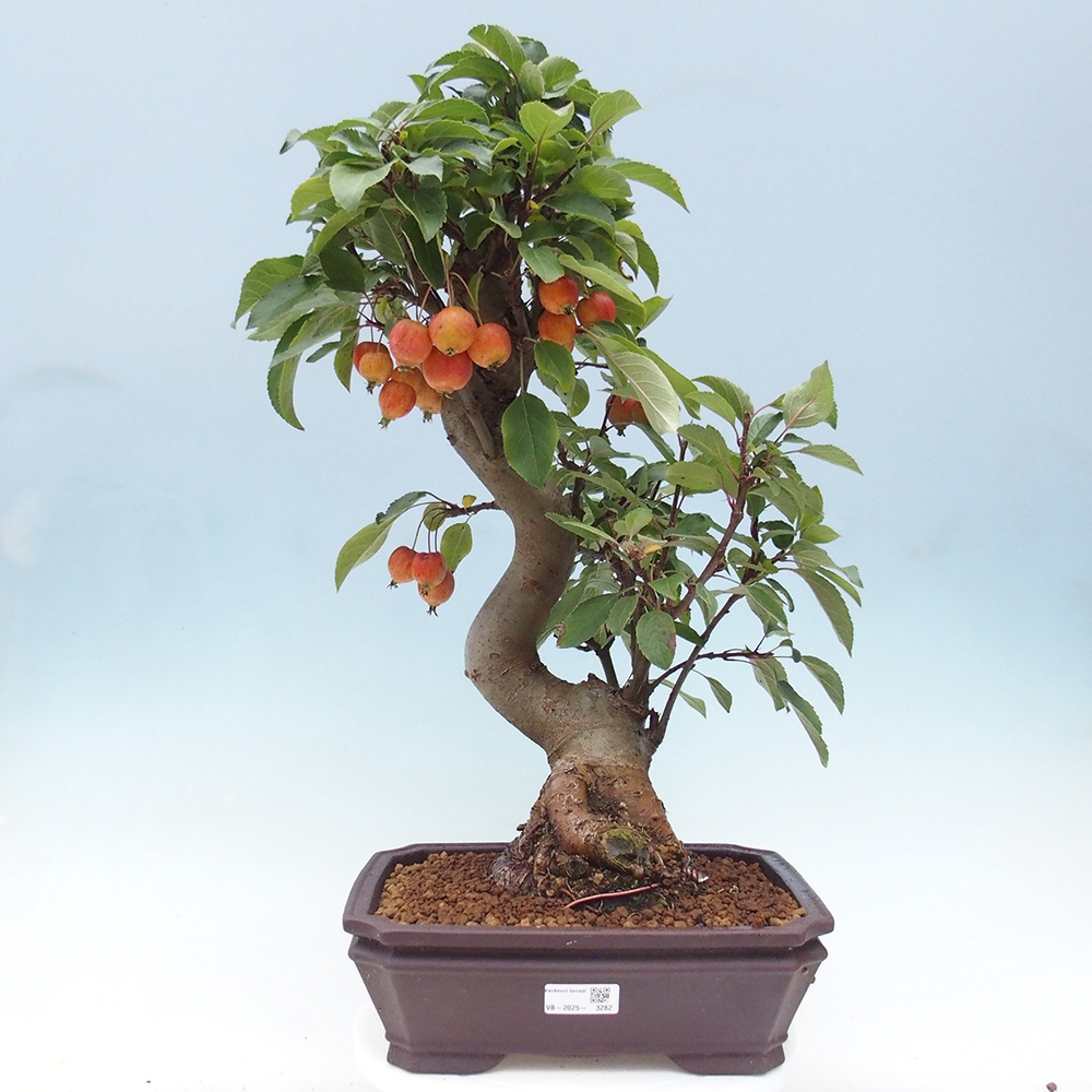 Outdoor-Bonsai -Malus halliana - Kleinfrüchtiger Apfelbaum