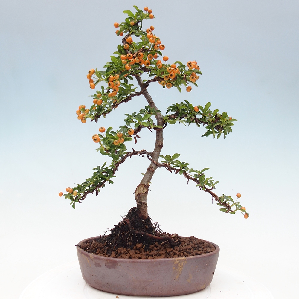 Freiland-Bonsai-Pyracantha Teton -Hlox