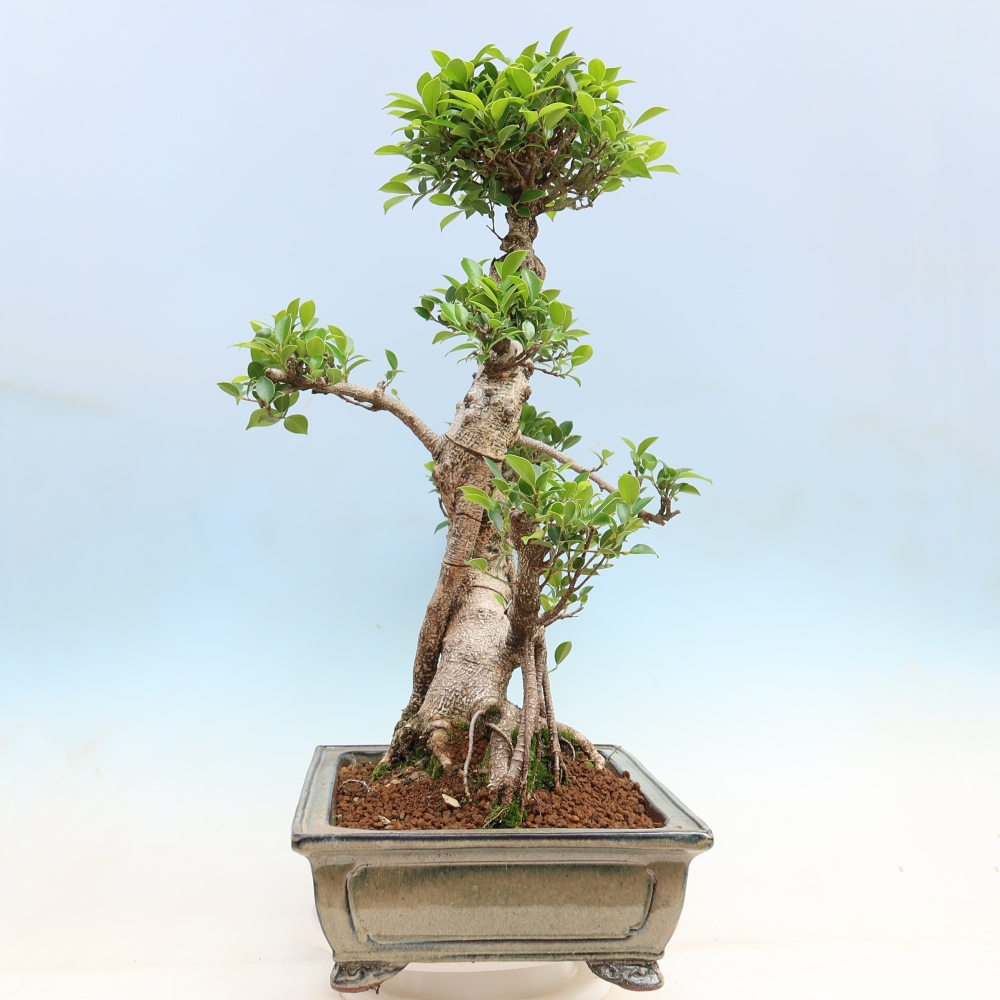 Zimmerbonsai - Ficus kimmen - Kleinblättriger Ficus