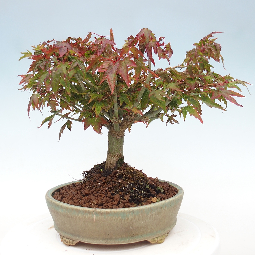 Acer palmatum KIOHIME - Palmetto-Ahorn