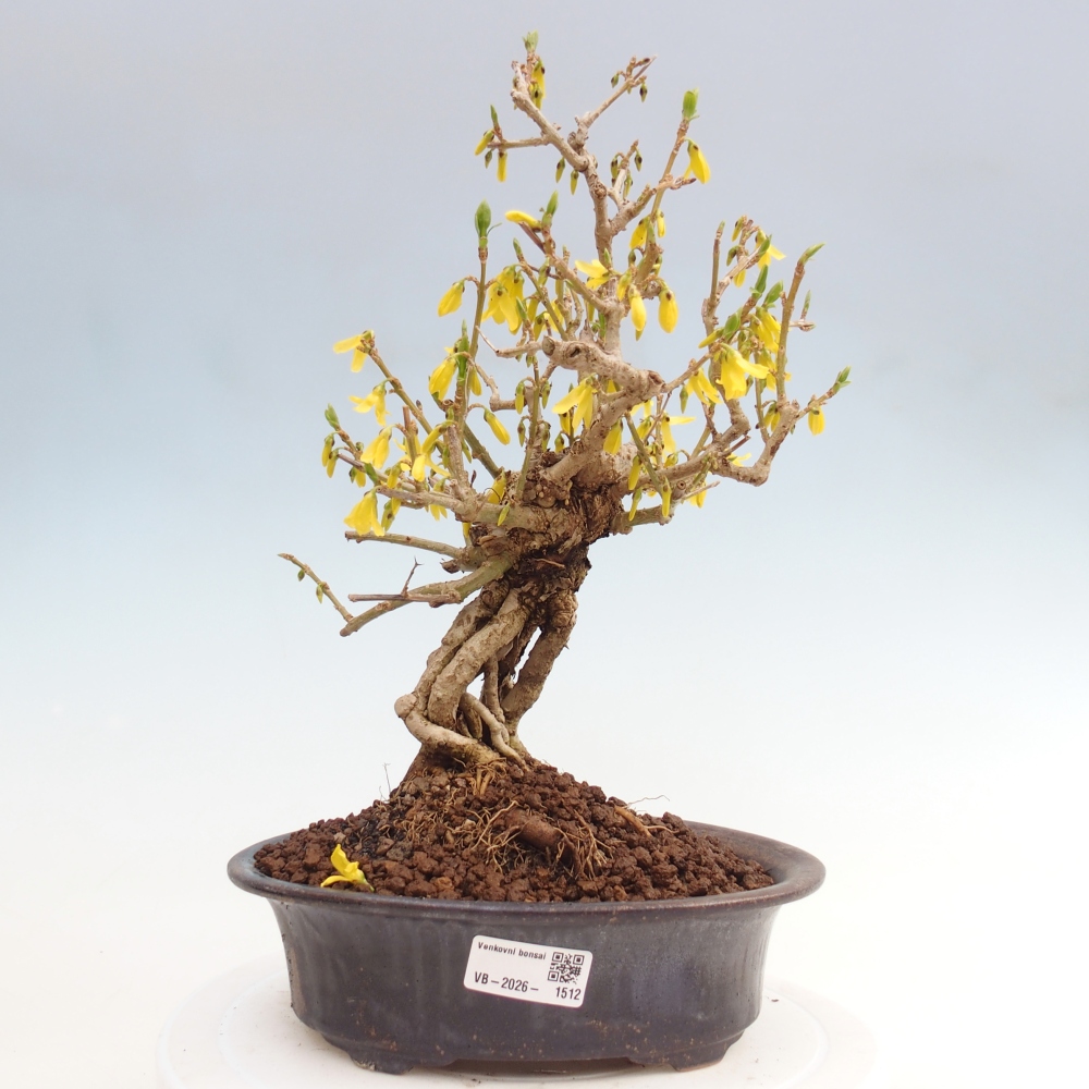 Bonsai für draußen - Zlatice - Forsythia koreana