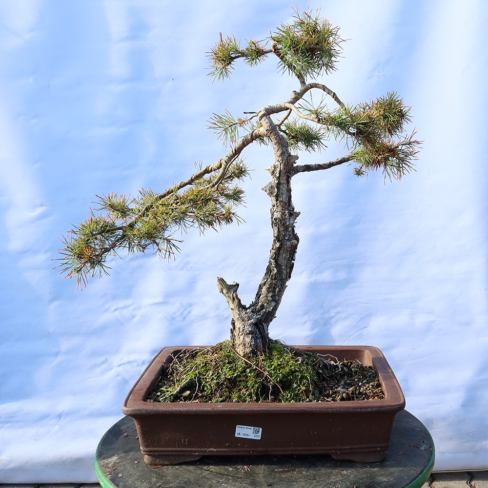 Pinus sylvestris Spanien – Waldkiefer