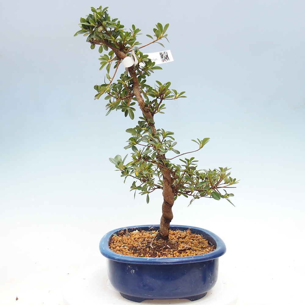 Bonsai für draußen - Japanische Azalee - Azalee Asahi-no-izumi