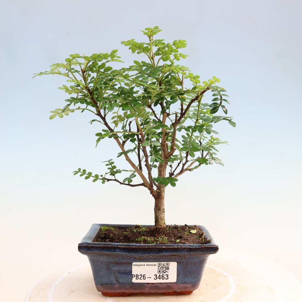 Zimmer Bonsai - Zantoxylum piperitum - Pfefferbaum