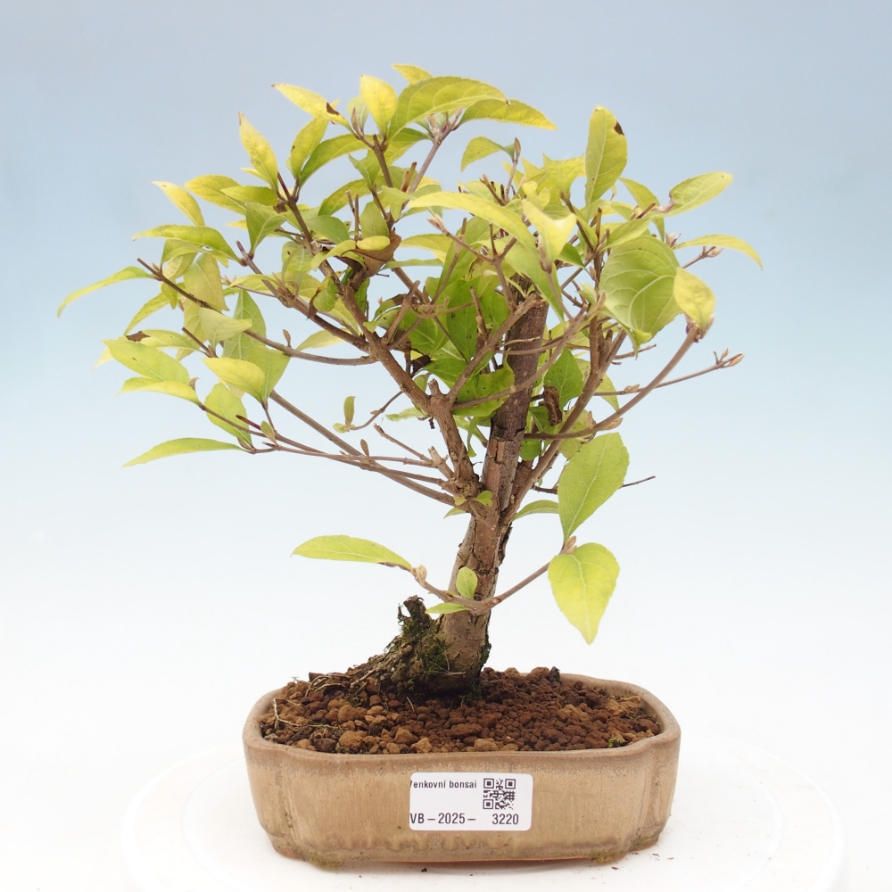 Bonsai für draußen - Callicarpa japonica