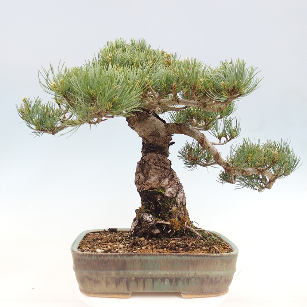 Bonsai für draußen - Pinus parviflora - Pinus parviflora