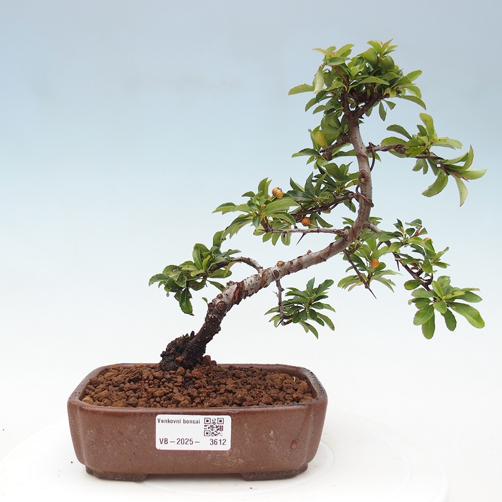 Freiland-Bonsai-Pyracantha Teton -Hlox