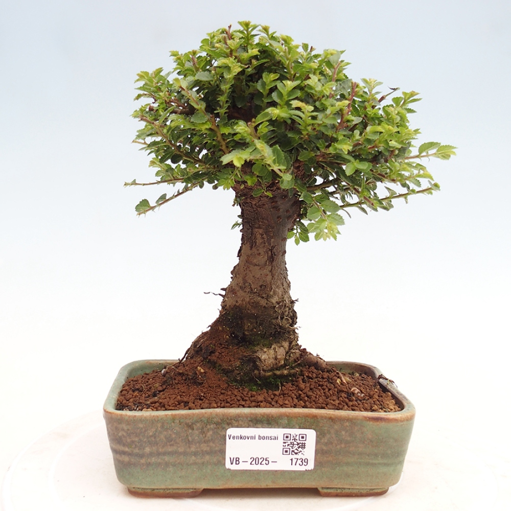 Bonsai für draußen - Ulmus parvifolia Hokkaido - Chinesische Ulme