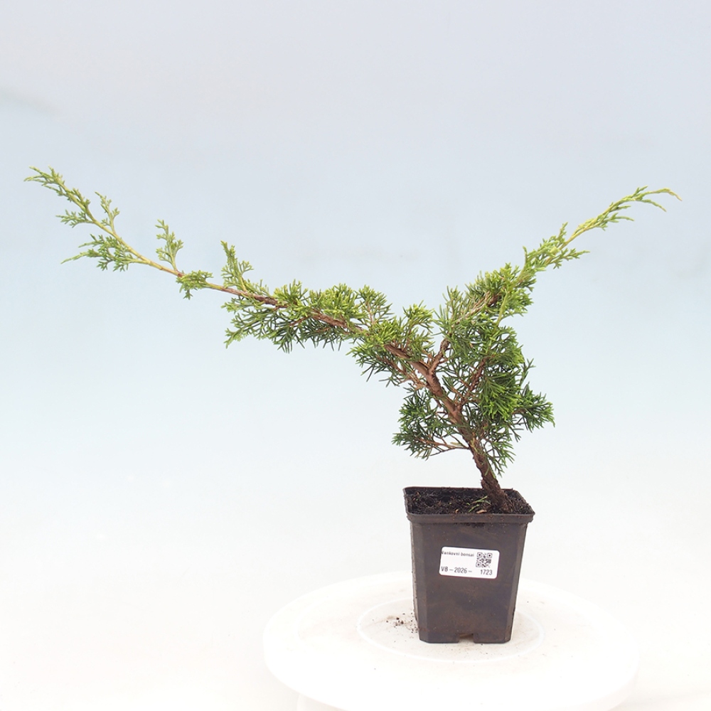Bonsai für draußen - Juniperus chinensis Itoigawa