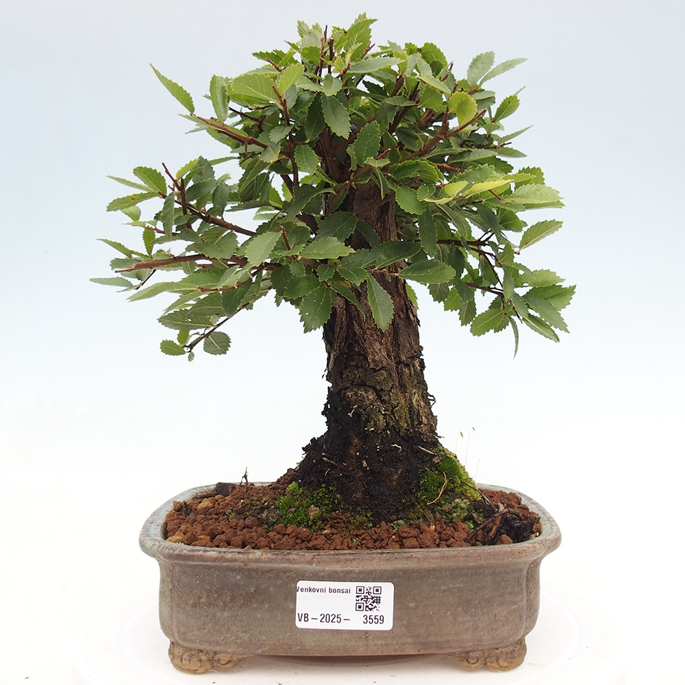 Bonsai für draußen - Zelkova - Zelkova NIRE