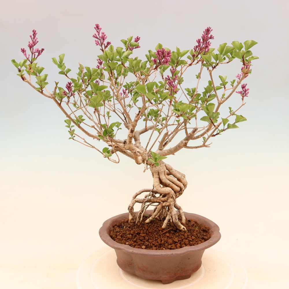 Bonsai für draußen - Syringa microphylla - Kleinblütiger Flieder