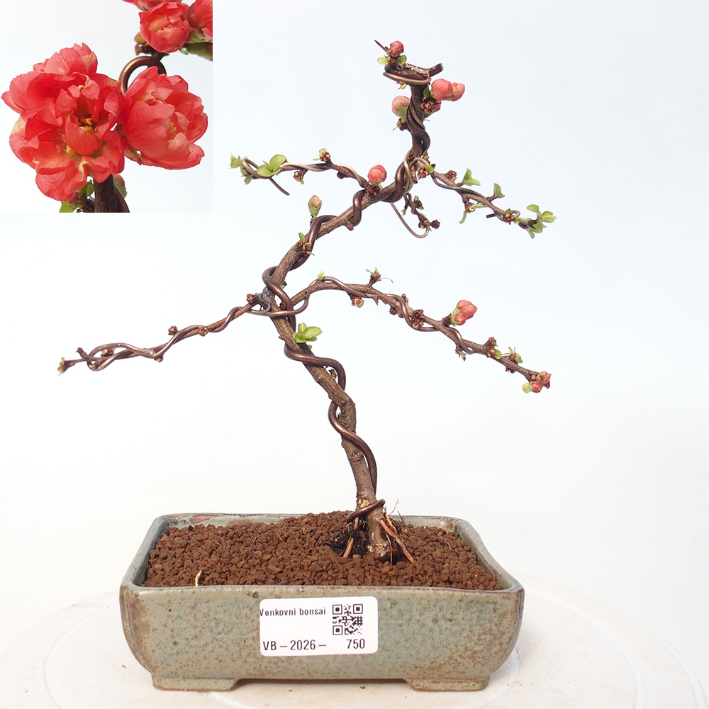 Bonsai für draußen - Chaneomeles s. Red Joy - Quitte