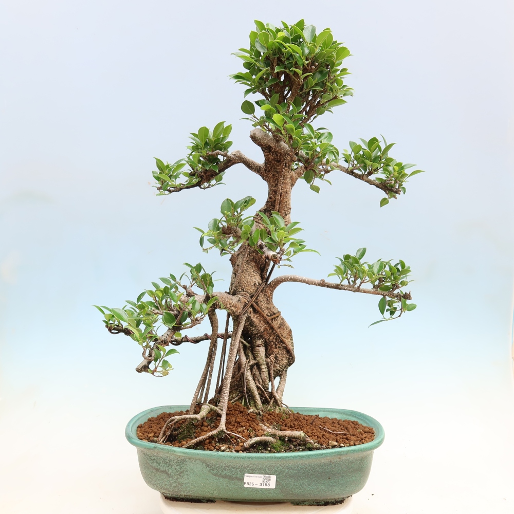 Zimmerbonsai - Ficus kimmen - Kleinblättriger Ficus