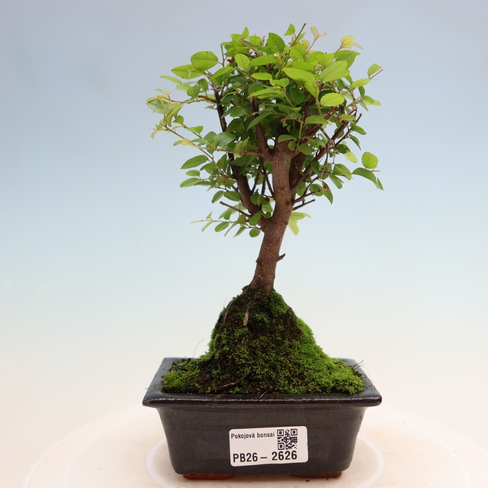 Zimmer Bonsai - Sageretia thea - Sageretia thea