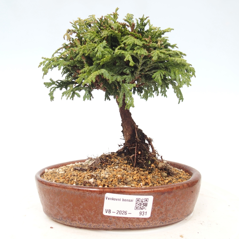Bonsai für draußen - Cham.pis Parslori - Zypresse