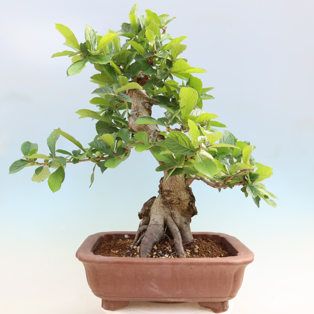 Bonsai für draußen - Photinia villosa