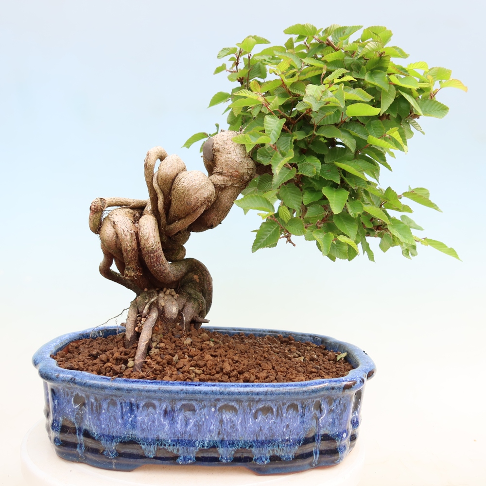 Bonsai für draußen - Karpinus Coreana - Koreanische Hainbuche