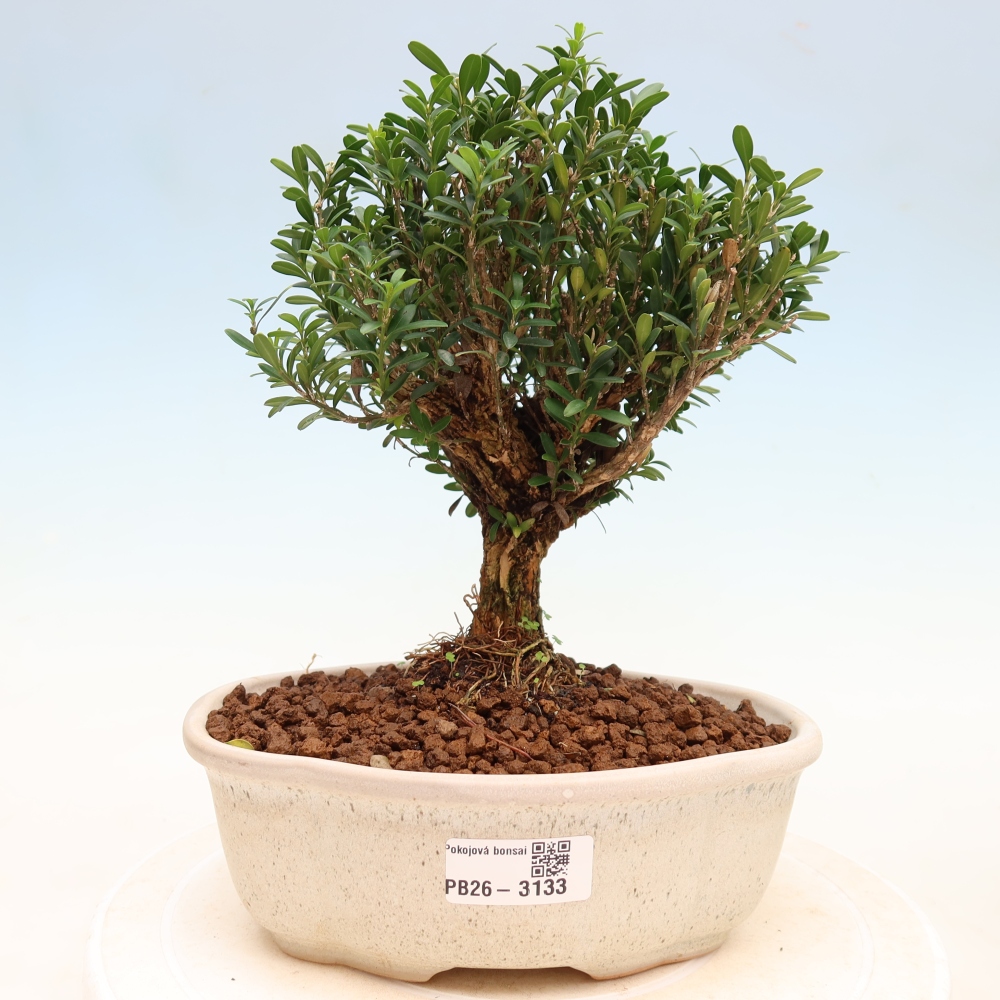 Zimmer Bonsai - Buxus harlandii - Korkbuxus