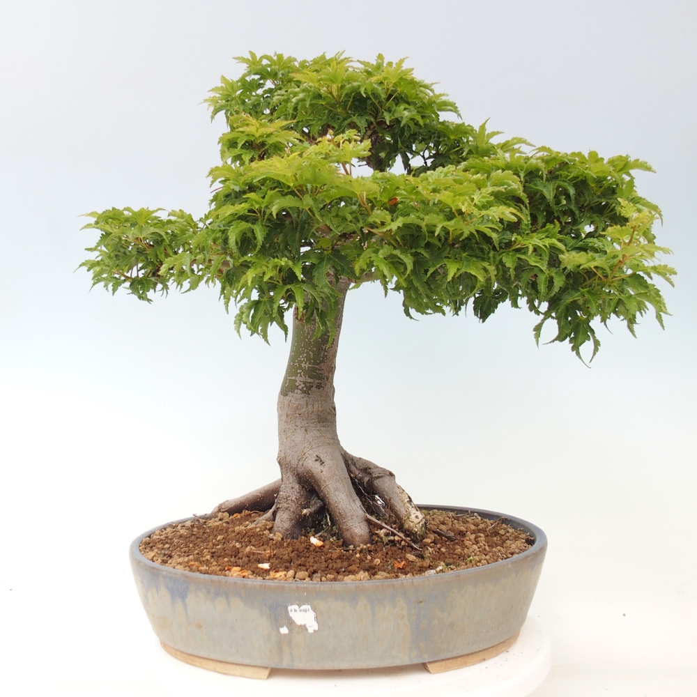 Bonsai für draußen -Javor-Palme Acer palmatum Shishigashira