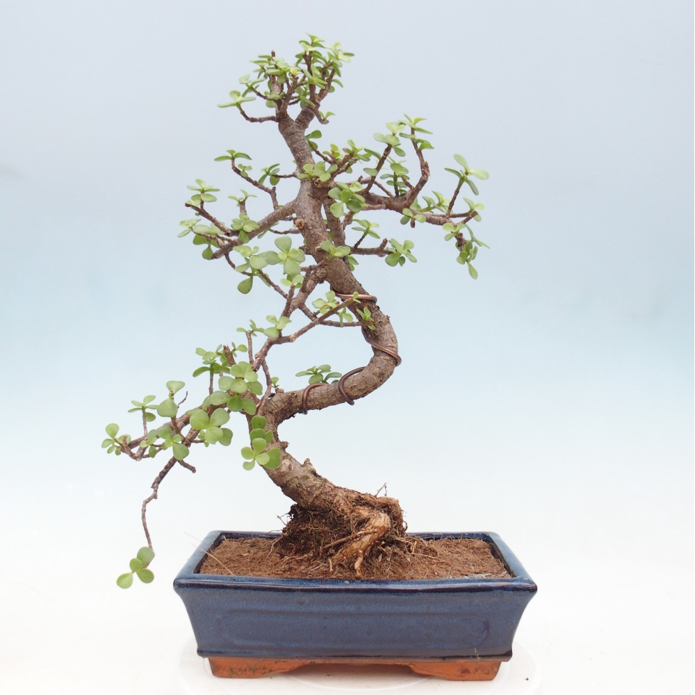 Zimmer Bonsai - Portulakaria Afra - Tlustice