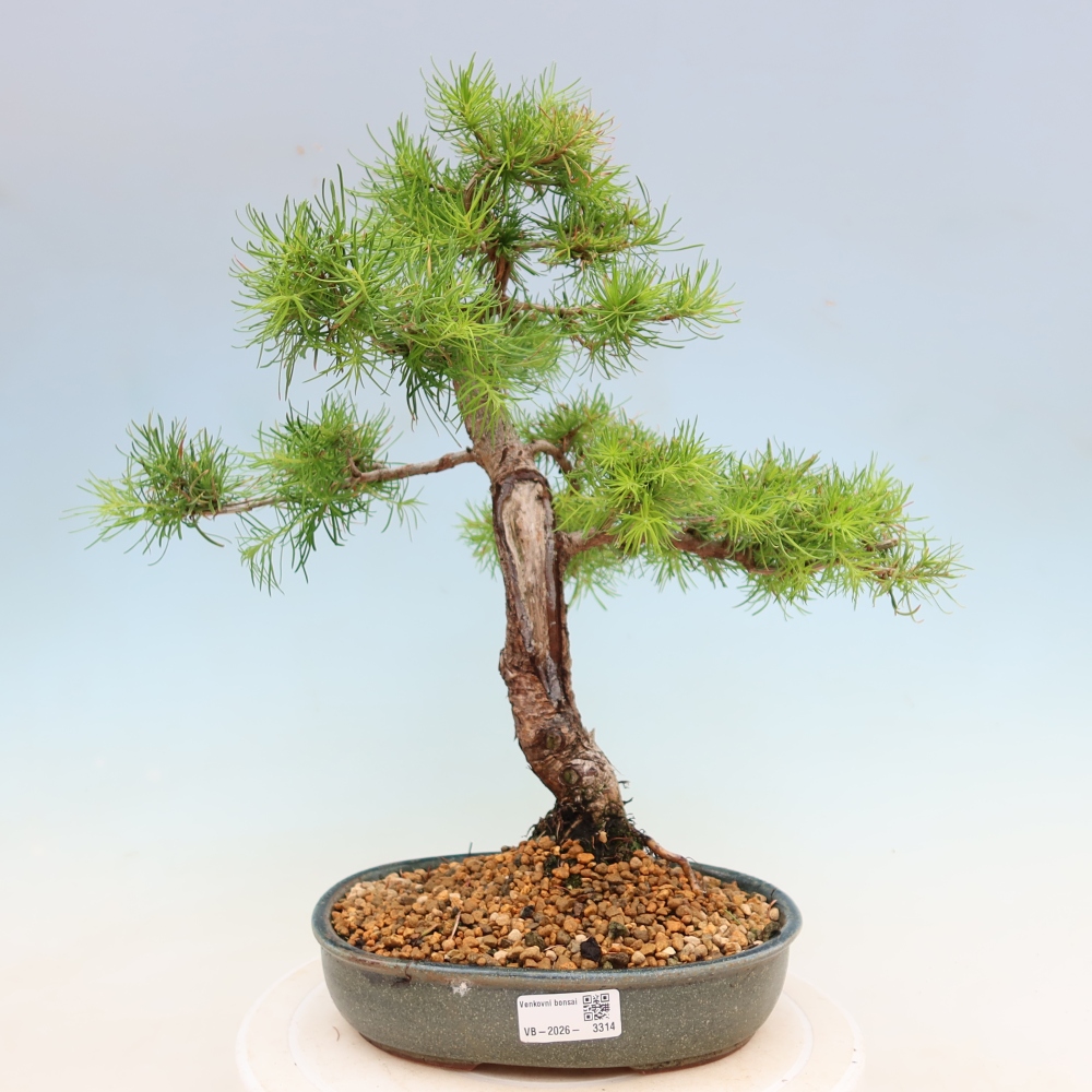 Bonsai für draußen -Larix decidua - Lärche