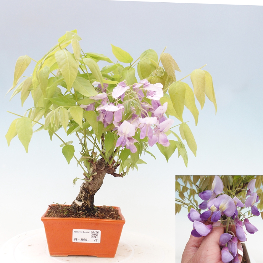 Bonsai für draußen - Wisteria floribunda