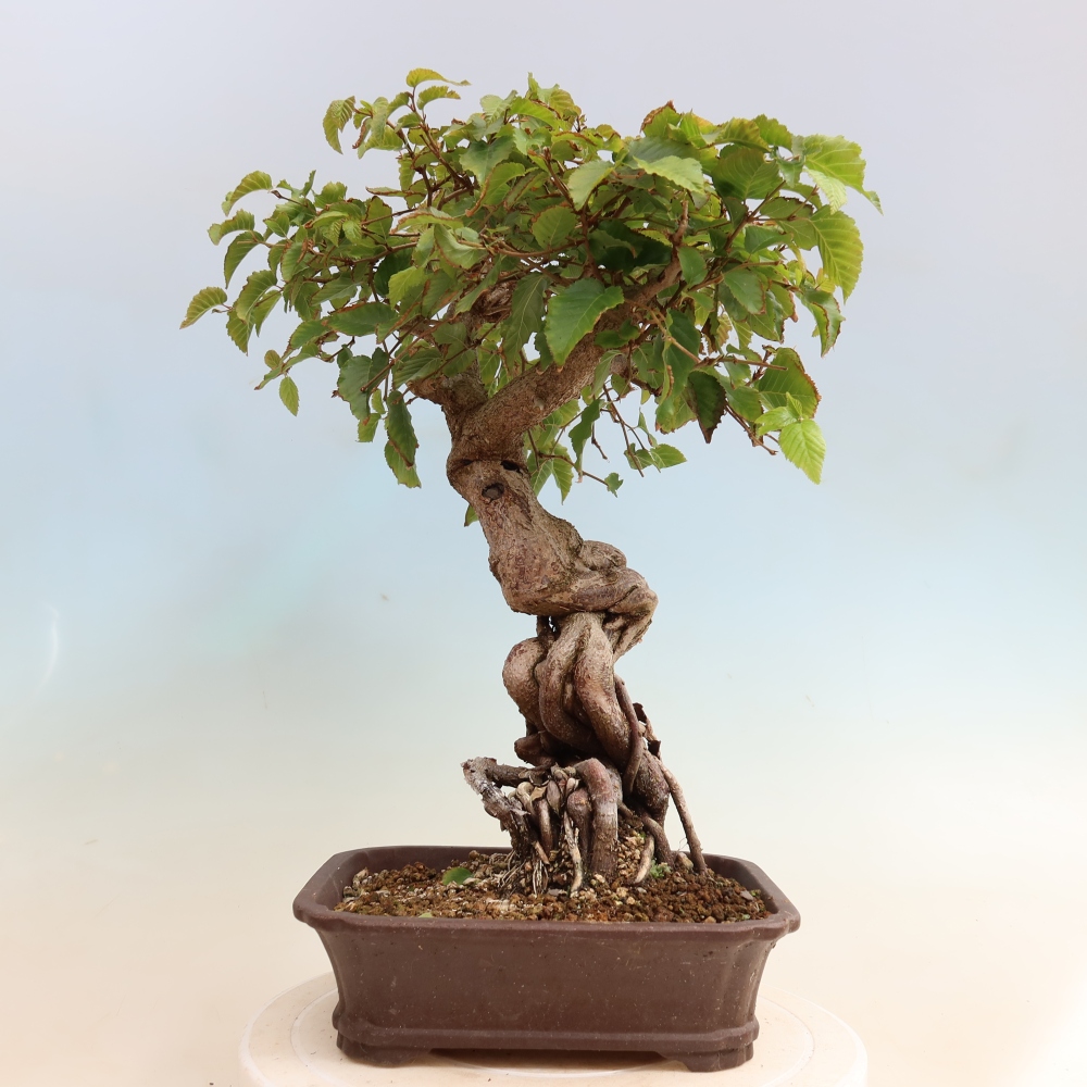 Bonsai für draußen -Carpinus CARPINOIDES - Koreanische Hainbuche
