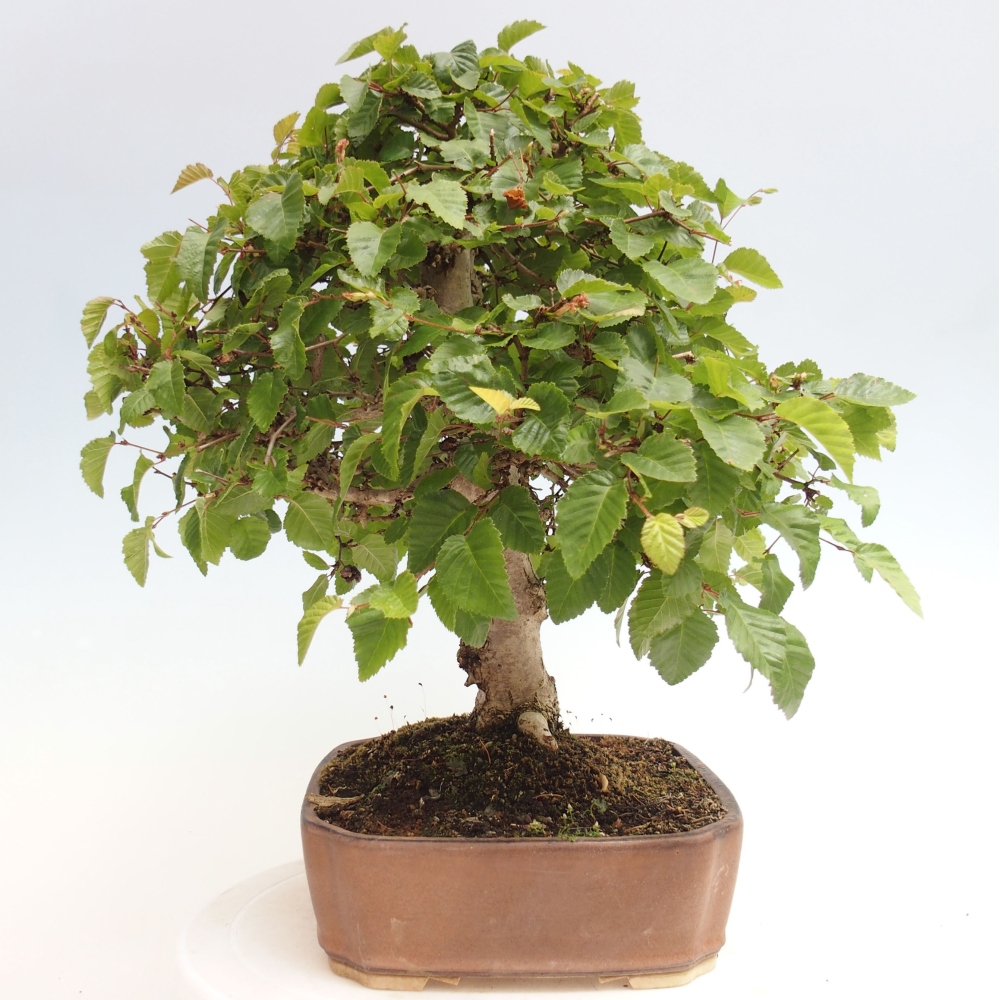 Bonsai für draußen -Carpinus CARPINOIDES - Koreanische Hainbuche