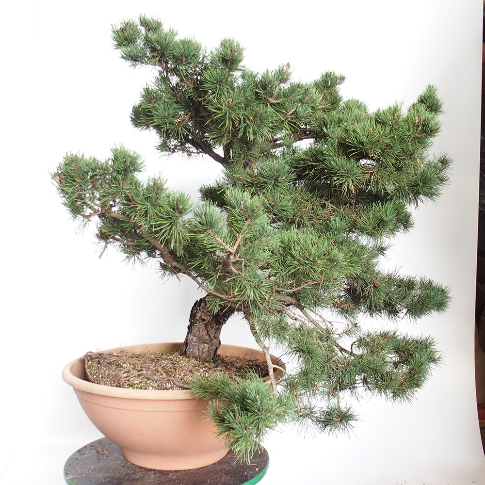 Yamadori - Pinus sylvestris Spanien