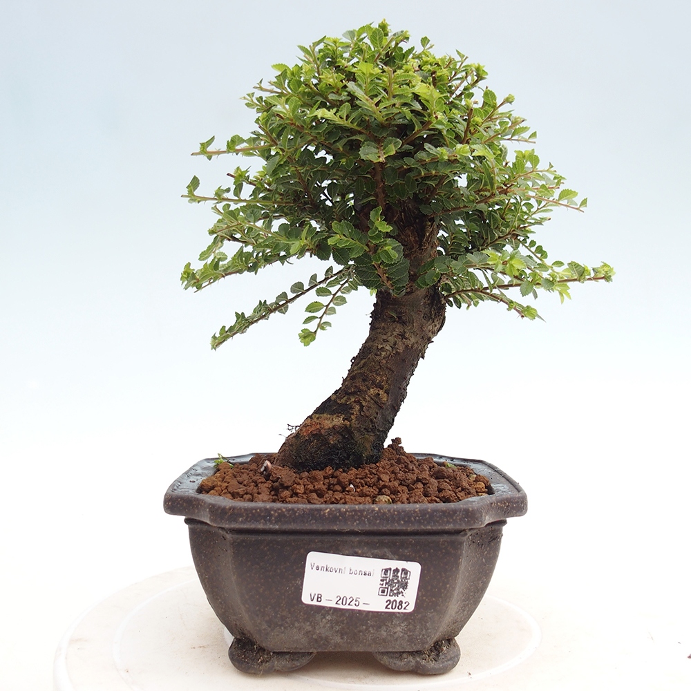 Bonsai für draußen - Ulmus parvifolia Hokkaido - Chinesische Ulme