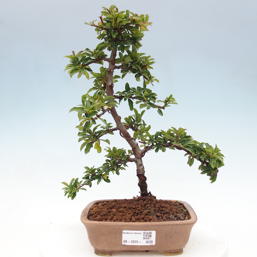 Freiland-Bonsai-Pyracantha Teton -Hlox