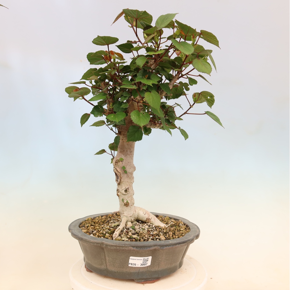 Zimmerbonsai - Hibiscus tiliaceus - Meeres-Hibiskus