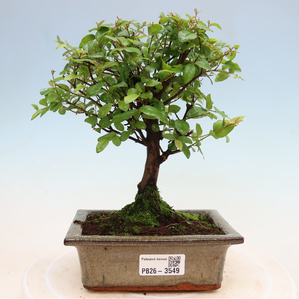 Zimmer Bonsai - Sageretia thea - Sageretia thea