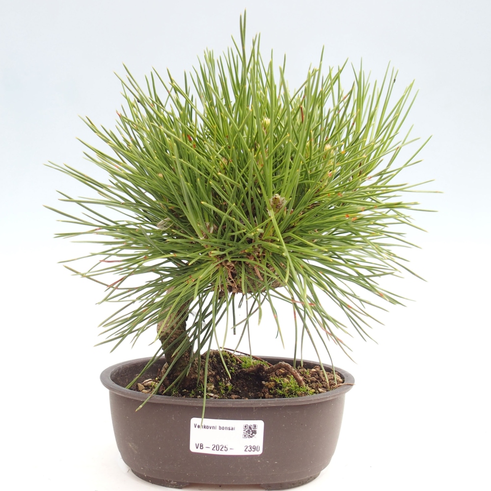 Bonsai für draußen - Pinus thunbergii - Thunberg-Kiefer