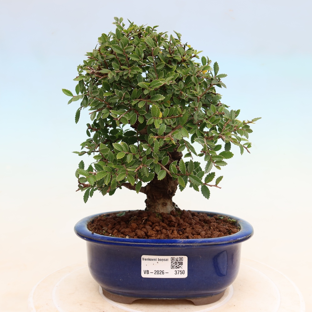 Bonsai für draußen - Zelkova - Zelkova NIRE