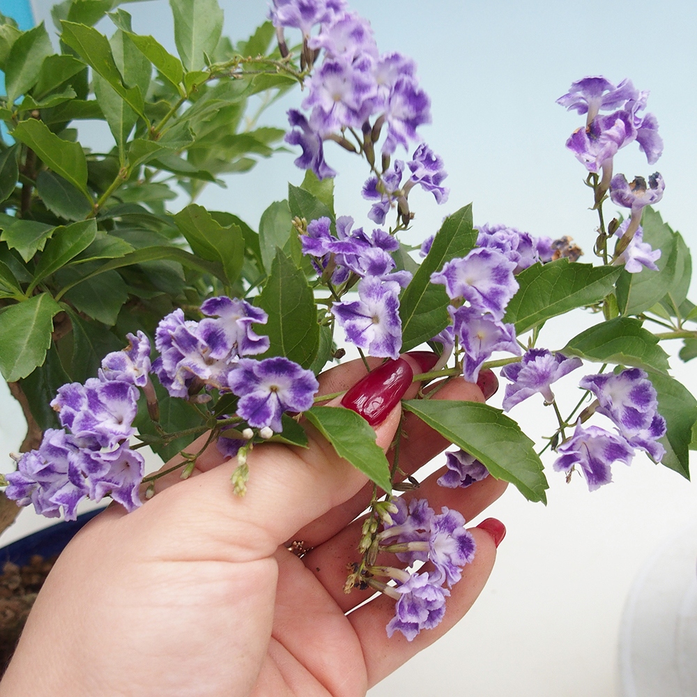 Zimmerbonsai - Duranta erecta Aurea