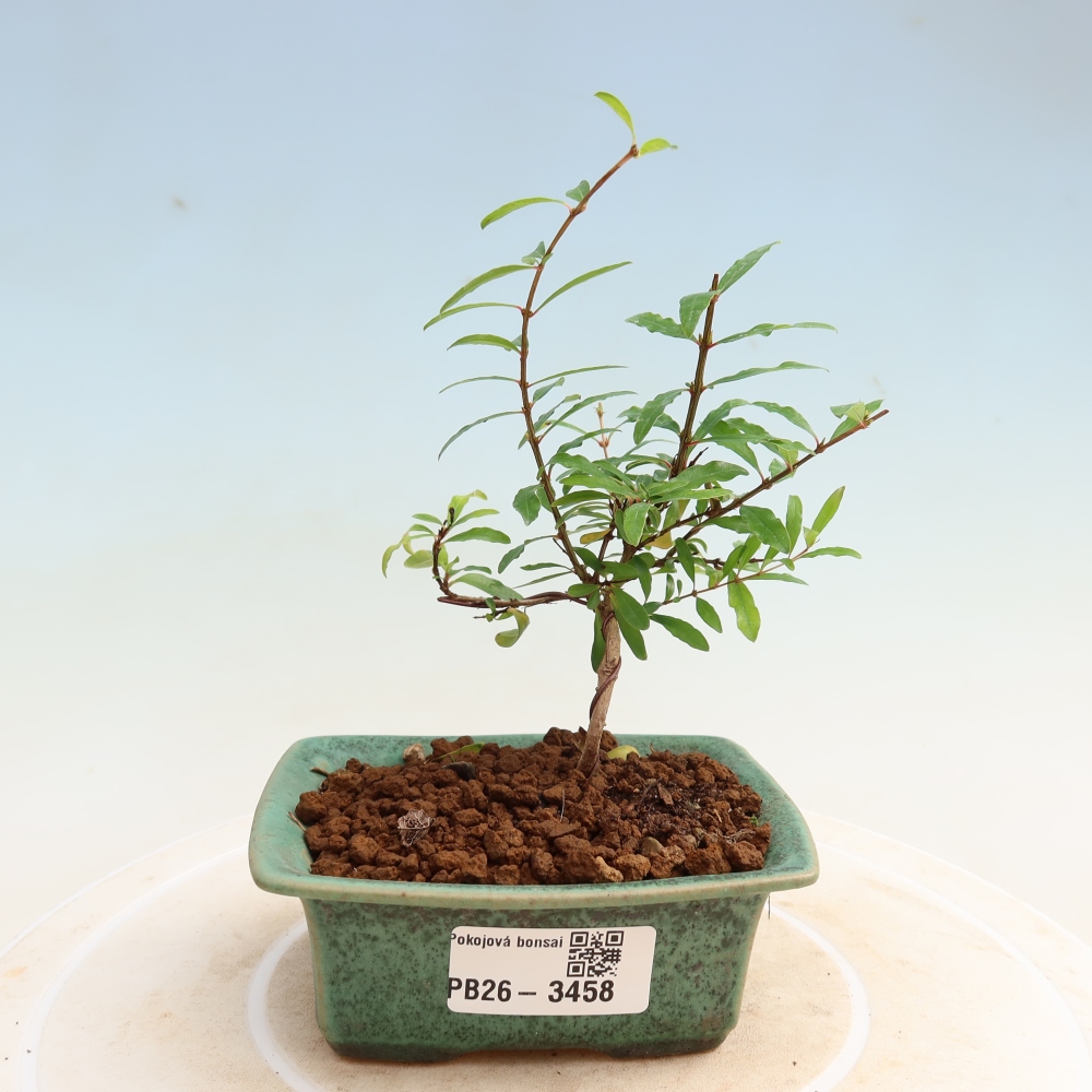 Zimmer-Bonsai-PUNICA granatum nana-Apfel-Granatapfel