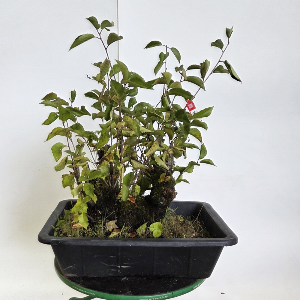 Freiland Bonsai Kirsche - Prunus aviata