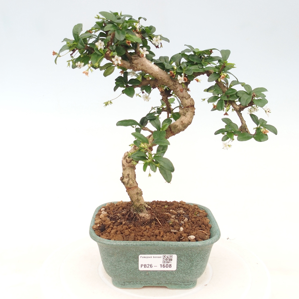 Zimmer-Bonsai - Carmona macrophylla - Tee-Fuki