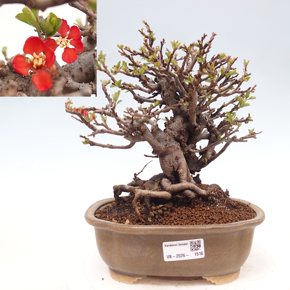 Bonsai für draußen - Chaneomeles speciosa - Quitte