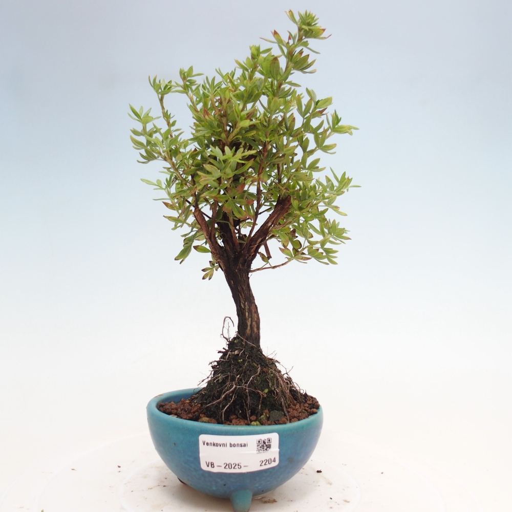 Bonsai für draußen - Potentila fruticosa gelber Vogel