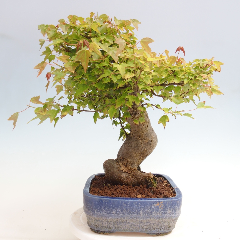 Bonsai für draußen - Acer Buergerianum - Bergahorn